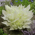 Hosta White Feather 40/200/400 seeds flower DIY for home garden plant(40 Seeds)