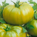 Green Cherokee Tomato Seeds 10/50/100 Ct Vegetable Heirloom NON-GMO USA Indeterminate(10 Seeds)
