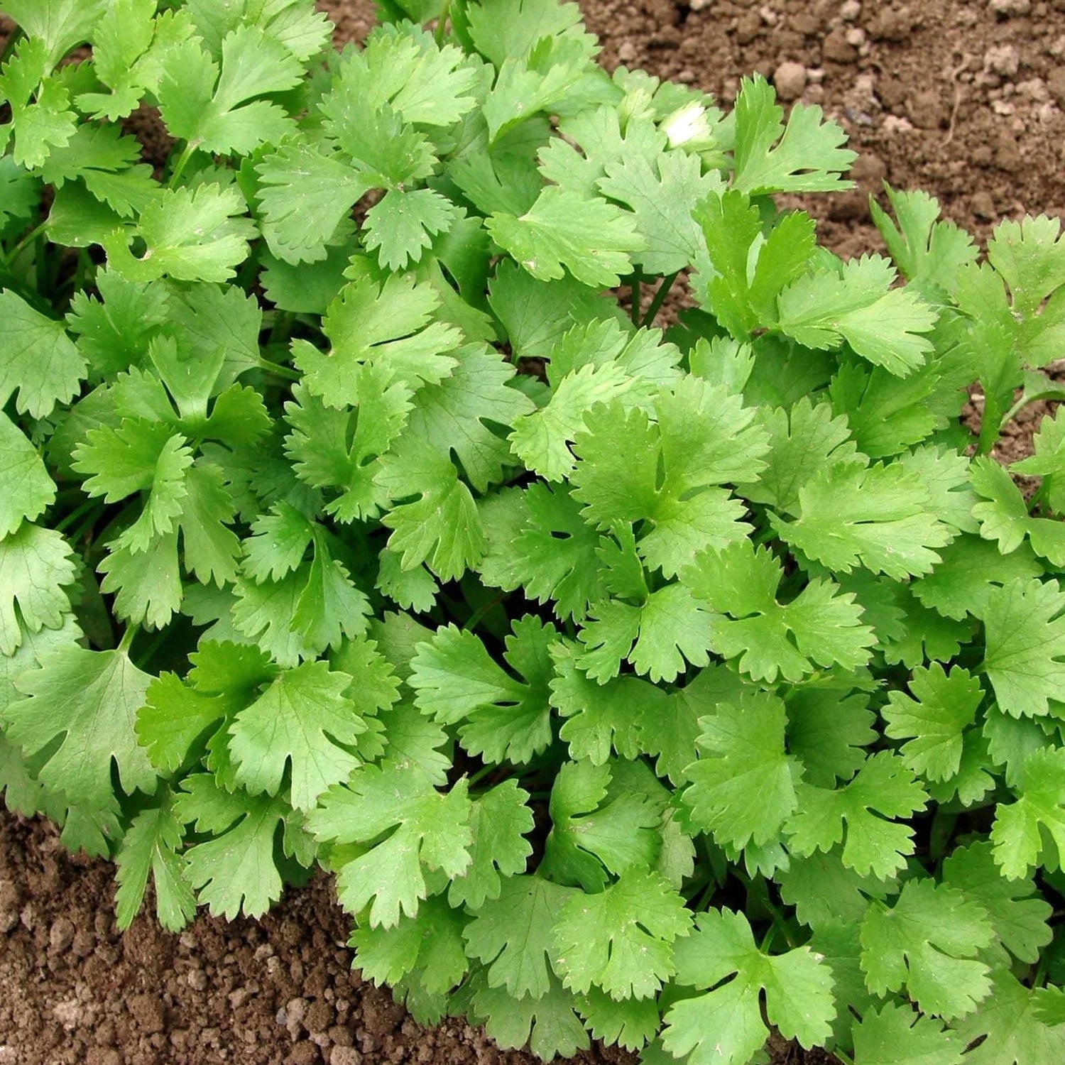 Cilantro Seeds - Organic, Heirloom, Open Pollinated, Non GMO - Grow Indoors, Outdoors, In Pots, Grow Beds, Soil, Hydroponics  Aquaponics(40 Seeds)
