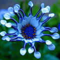 Rare Blue Daisy Flowers Seeds - 100+ Blue Daisy Seeds for Planting Non-GMO Perennial Garden Flower Plants Seeds(100 Seeds)