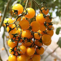 Hartman Yellow Gooseberry Tomato Seeds, Solanum Lycopersicum(10 Seeds)