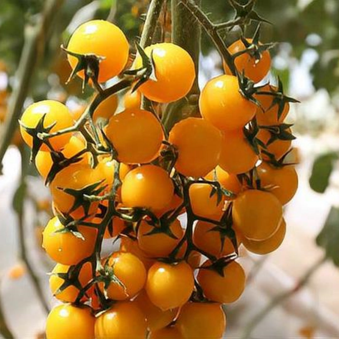 Hartman Yellow Gooseberry Tomato Seeds, Solanum Lycopersicum(10 Seeds)