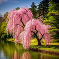 10/50/100 Weeping Sakura Tree Seeds: Japanese Cherry Blossom (Prunus pendula)(10 Seeds)