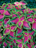100+PCS Coleus Seeds , Coleus Watermelon Part shade favorite with high contrast color(100 Seeds)