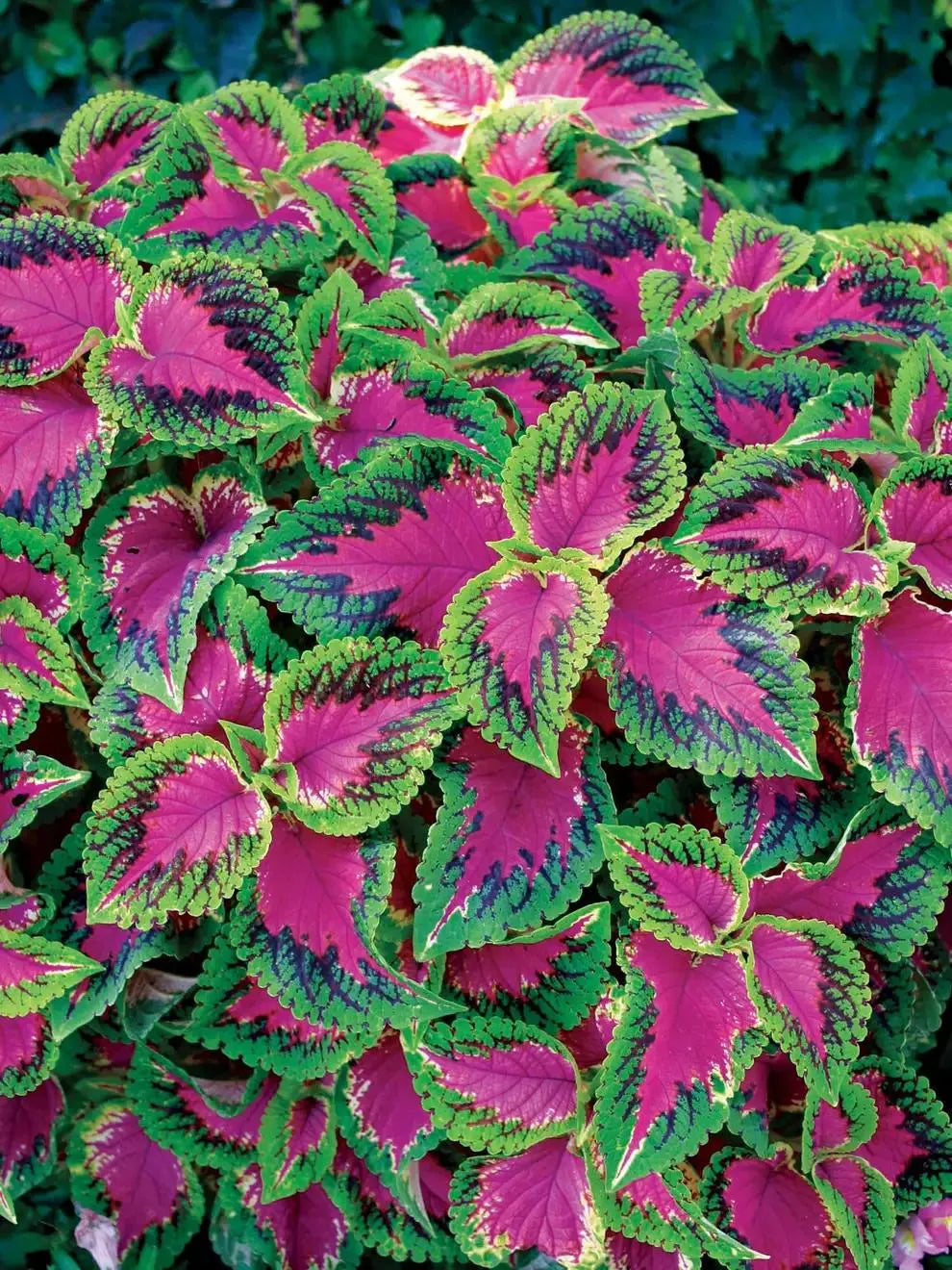 100+PCS Coleus Seeds , Coleus Watermelon Part shade favorite with high contrast color(100 Seeds)