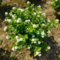 5/25/50pcs Jasmine Seeds - Perfect for Gardens, Pots  Bouquets!(5 Seeds)