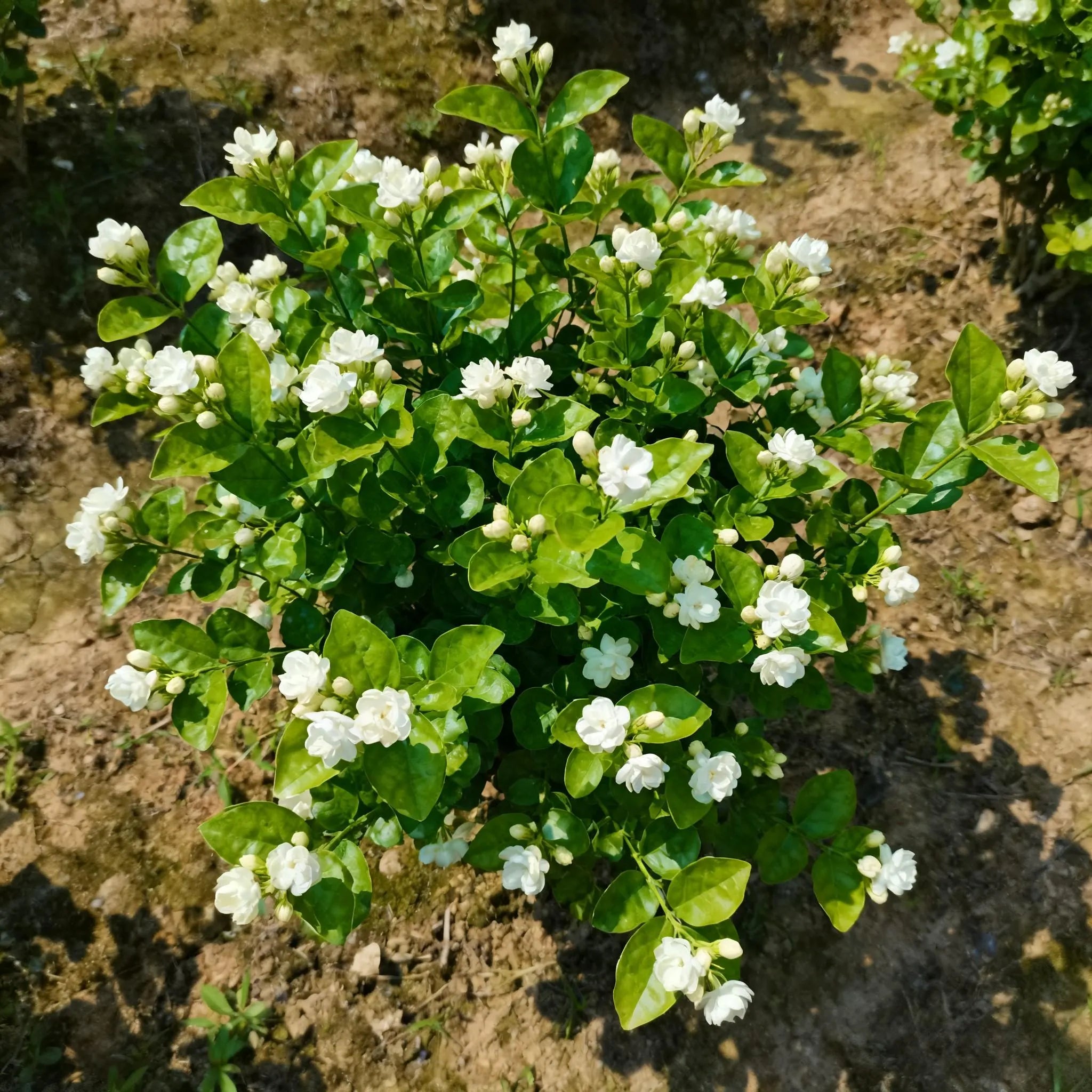 5/25/50pcs Jasmine Seeds - Perfect for Gardens, Pots  Bouquets!(5 Seeds)