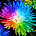 40/200/400 Rainbow Chrysanthemum Seeds for Planting Outdoors -Perennial Ornamental Flowering Planting Garden and Pots(40 Seeds)