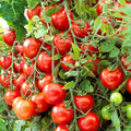 Juliet Cherry Tomato Seeds(4 Seeds)