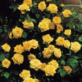 20/100/200pcs Yellow Climbing Rose Seeds - Rare Non-GMO Heirloom Variety for Your Garden(20 Seeds)