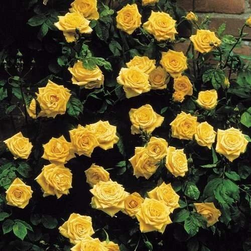 20/100/200pcs Yellow Climbing Rose Seeds - Rare Non-GMO Heirloom Variety for Your Garden(20 Seeds)