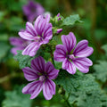 Common Mallow (Malva sylvestris) Seeds — 5/20/40 Seeds, Purple Striped Blooms(5pcs)