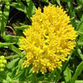 Hello Yellow Butterfly Milkweed Seeds, Asclepius Tuberosa(5 Seeds)