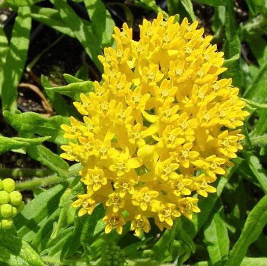 Hello Yellow Butterfly Milkweed Seeds, Asclepius Tuberosa(5 Seeds)