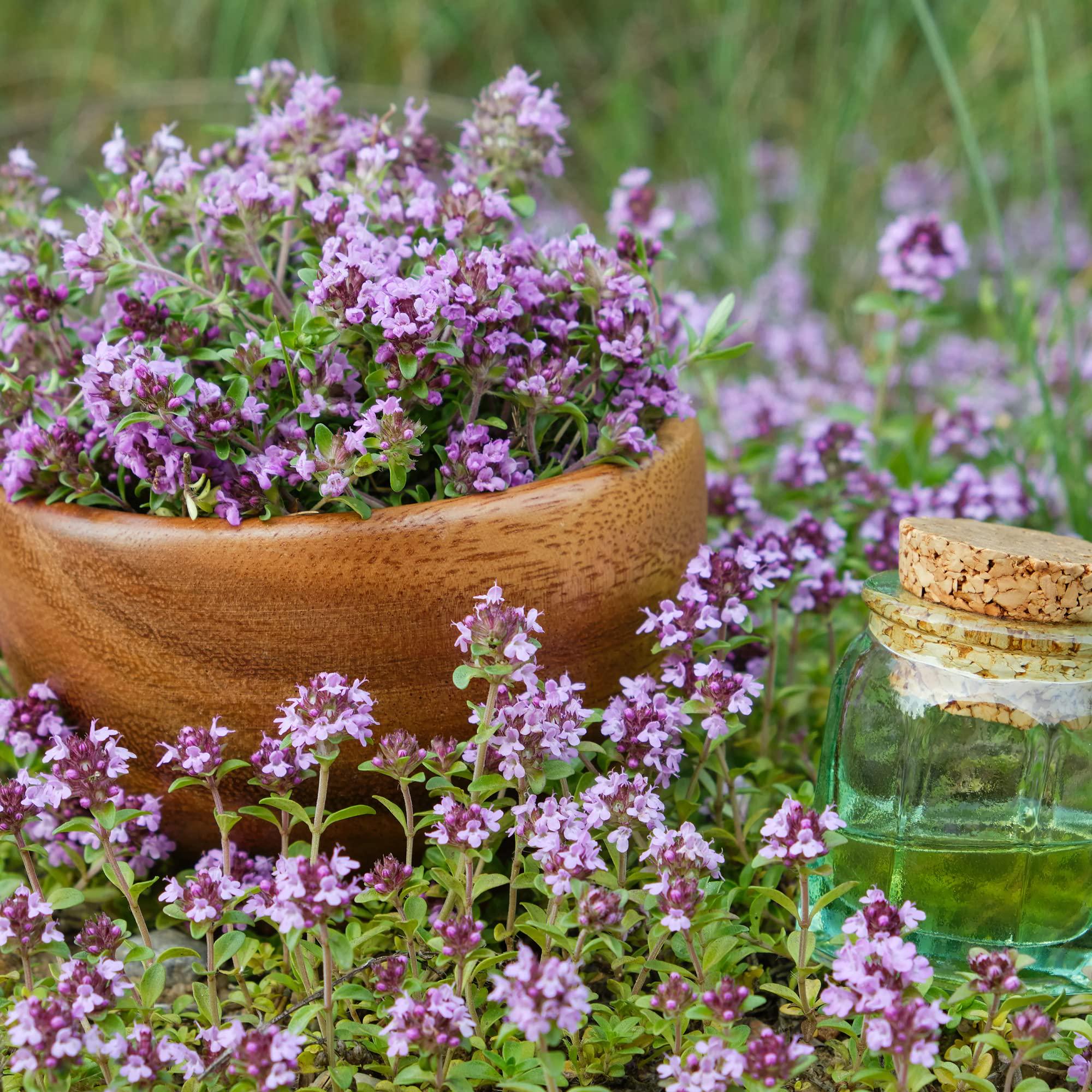 Creeping Thyme Seeds (Thymus serpyllum) , Ground Cover by Mai Family(400 Seeds)