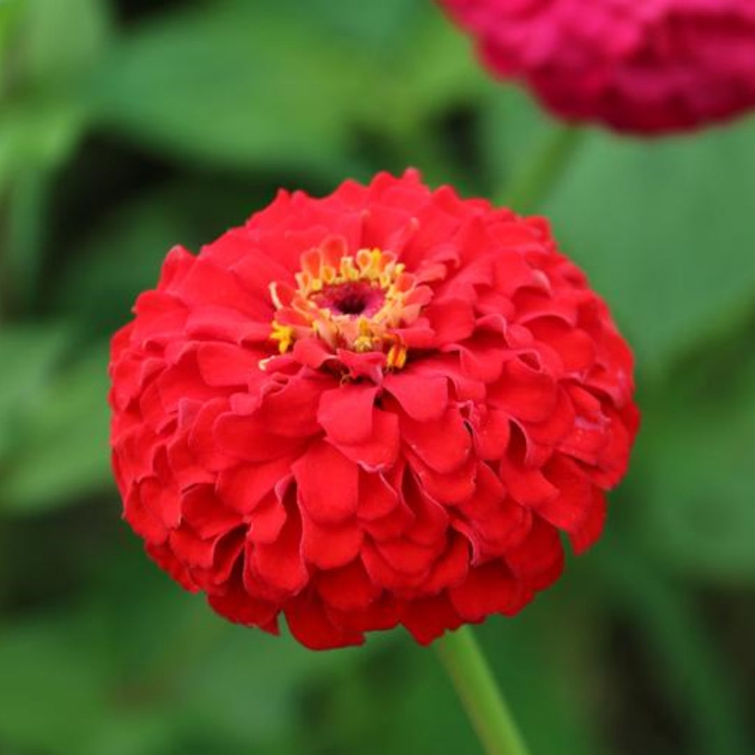 NEW! Zinderella Red Zinnia Seeds,  Zinnia Elegans(50 Seeds)