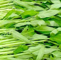 White-Stem Water Spinach Seeds (Ipomoea aquatica) – Heat-Tolerant | Fast-Growing | 80+ Seeds | No Ship to Restricted States(80 Seeds)