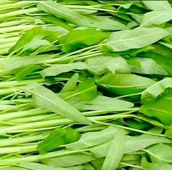 White-Stem Water Spinach Seeds (Ipomoea aquatica) – Heat-Tolerant | Fast-Growing | 80+ Seeds | No Ship to Restricted States(80 Seeds)