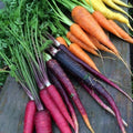 Purple Carrot Seeds: 200/1000/2000 Non-GMO Heirloom Seeds for Colorful Gardens(200 Seeds)