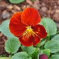 Red  Yellow Pansy Viola Wittrockiana Seeds - Cold Resistant - Self-Open Pollinating - Draft Resistant - Plant in late Summer/Spring(20 Seeds)