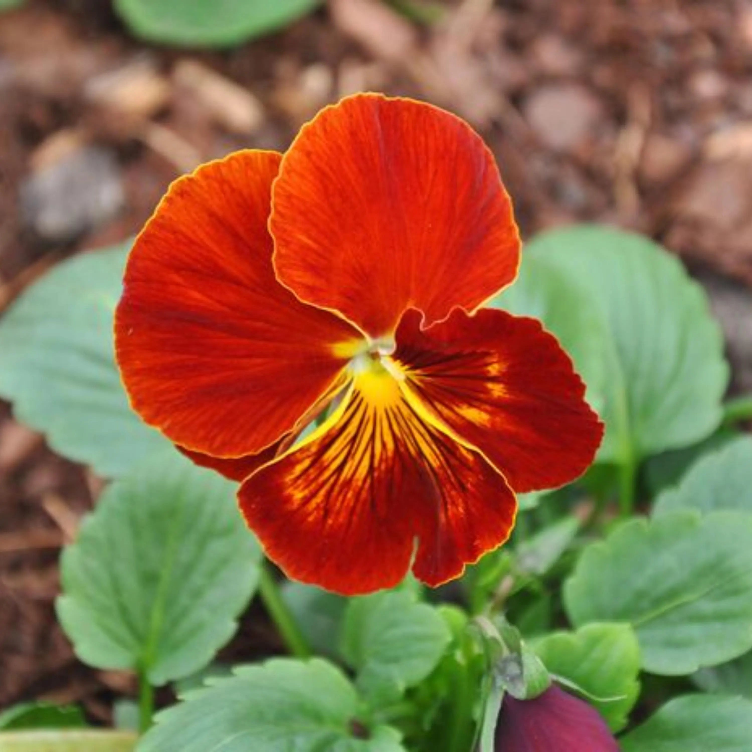 Red  Yellow Pansy Viola Wittrockiana Seeds - Cold Resistant - Self-Open Pollinating - Draft Resistant - Plant in late Summer/Spring(20 Seeds)