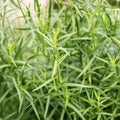Russian Tarragon Seeds (False Tarragon/Wild Tarragon/Dragon Wormwood/Green Sagewort) | Heirloom - Non-GMO | Artemisia Dracunculoides |(8 Seeds)
