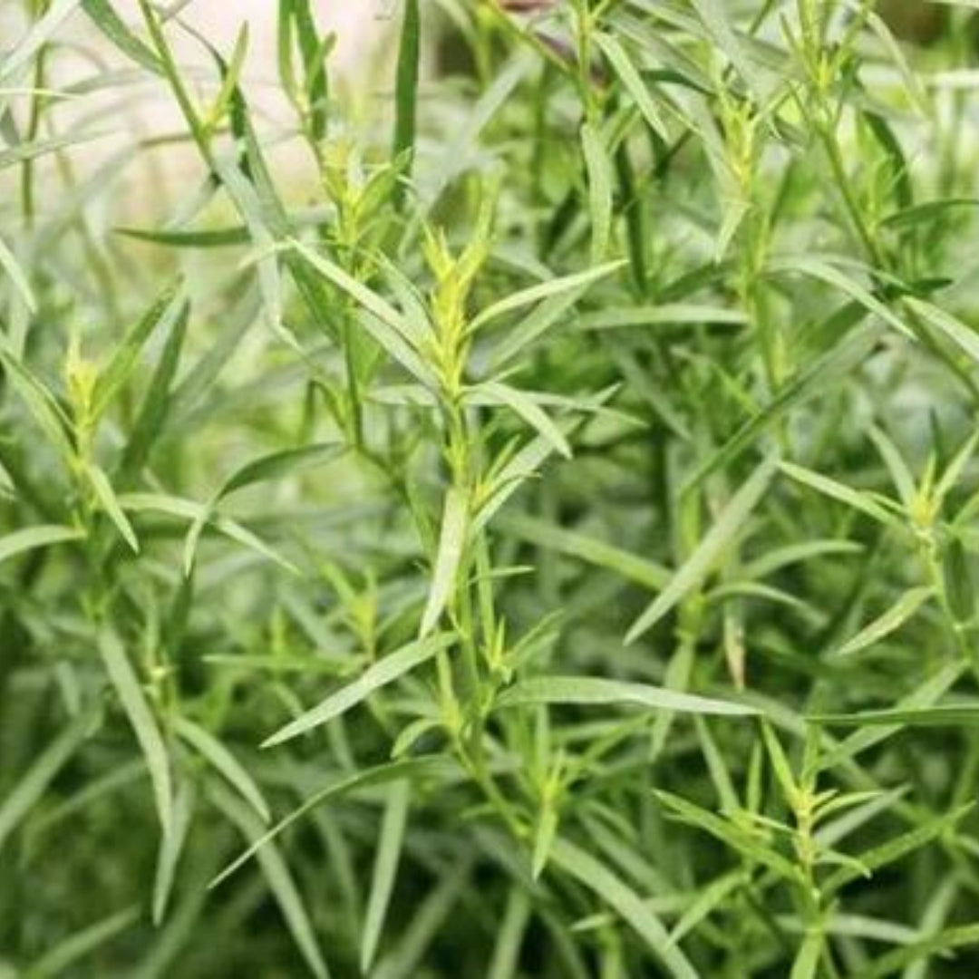 Russian Tarragon Seeds (False Tarragon/Wild Tarragon/Dragon Wormwood/Green Sagewort) | Heirloom - Non-GMO | Artemisia Dracunculoides |(8 Seeds)