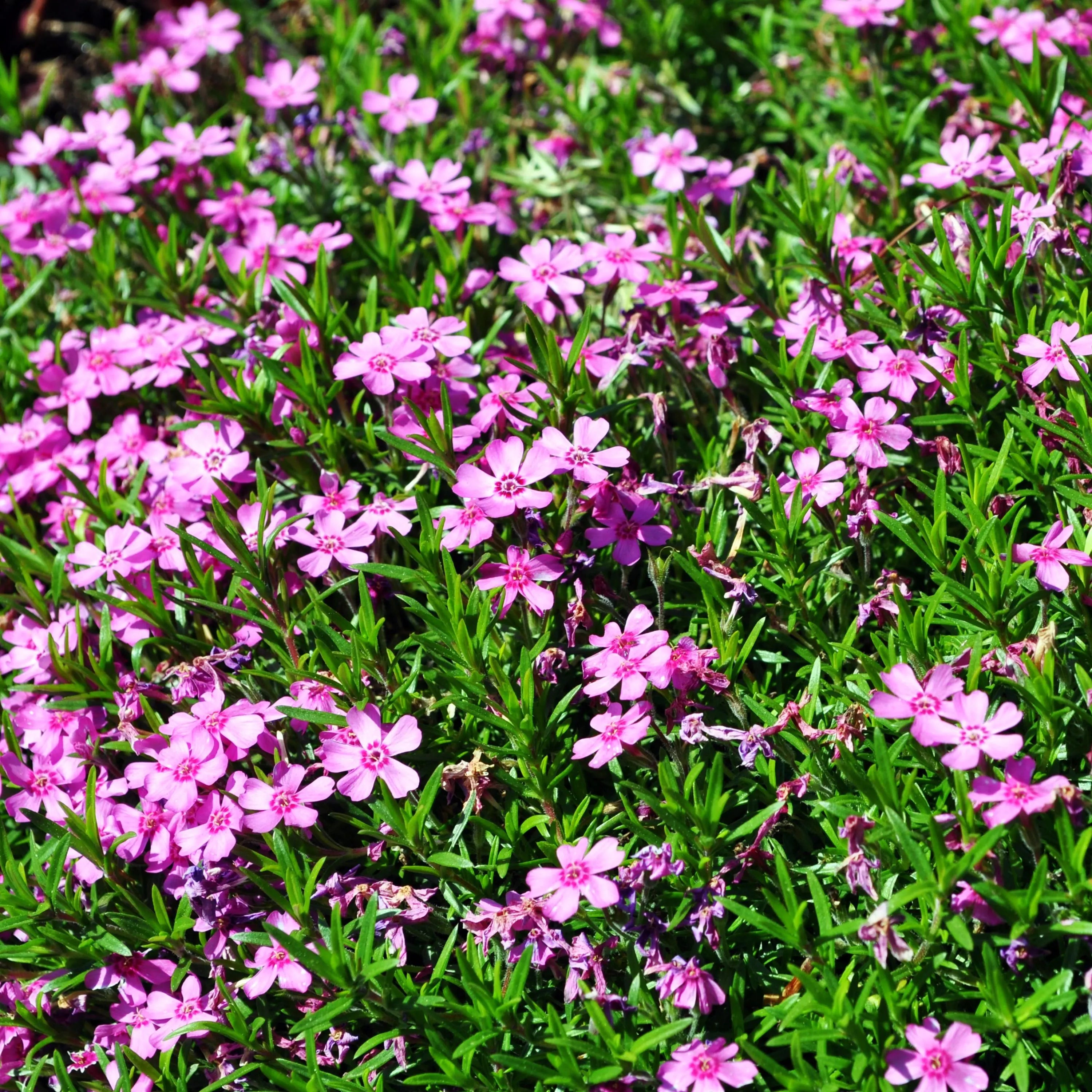 Emerald Pink Creeping Phlox Seeds – Ground Cover Flower – Friendly - Open - Pollinating-Plant in early Spring - 20/100/200 SEEDS(20 Seeds)