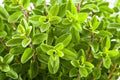 400/2000/4000 SWEET MARJORAM Origanum Majorana Herb Flower Seeds(400 Seeds)