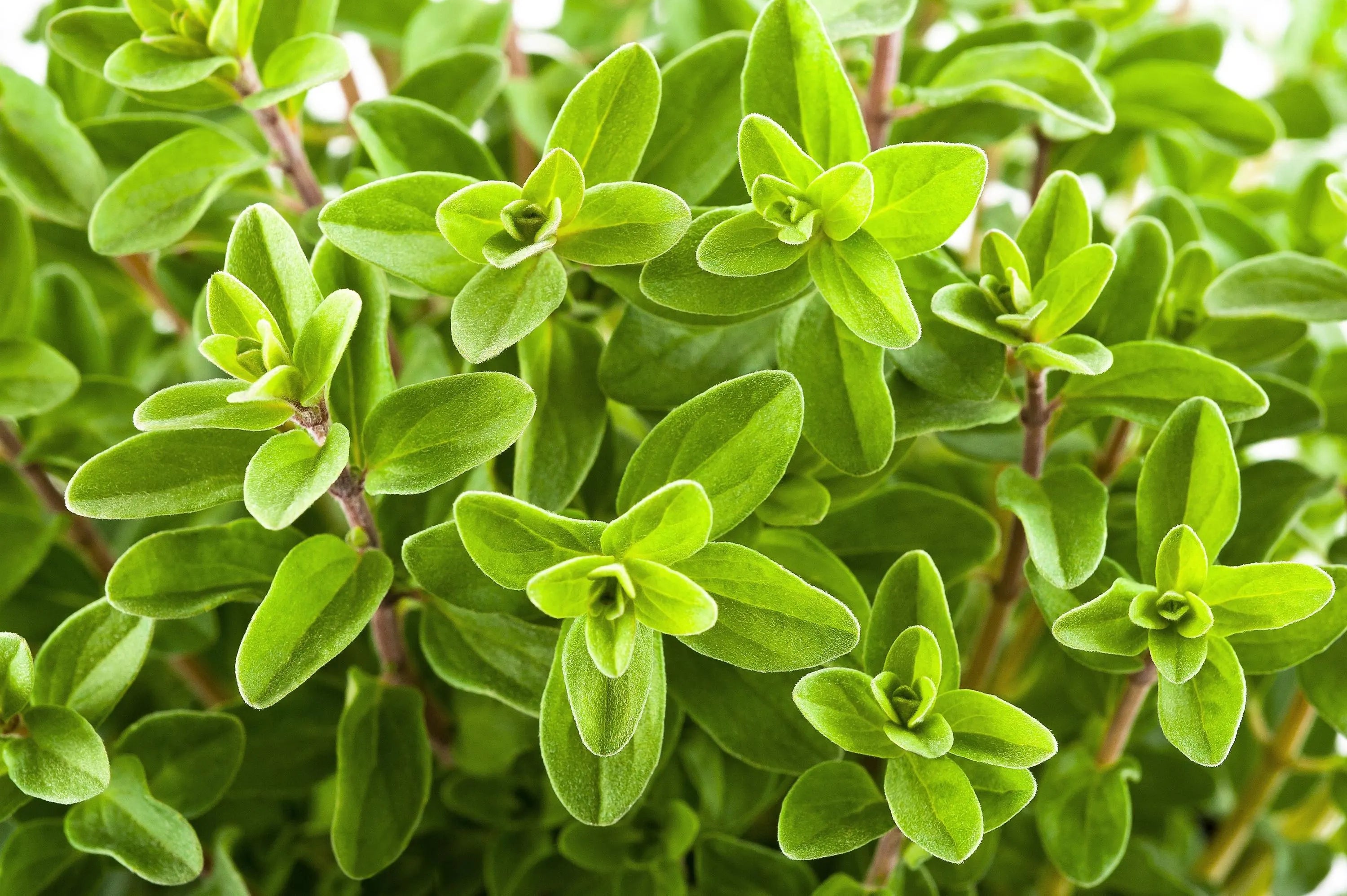 400/2000/4000 SWEET MARJORAM Origanum Majorana Herb Flower Seeds(400 Seeds)