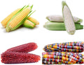 60/300/600 Corn Seeds for Planting (4 Varieties) Glass Gem Corn, Sweet Corn, Silver Queen Corn, red Corn Non-GMO Heirloom, 90% Germination Rates Open Pollinated(60pcs)