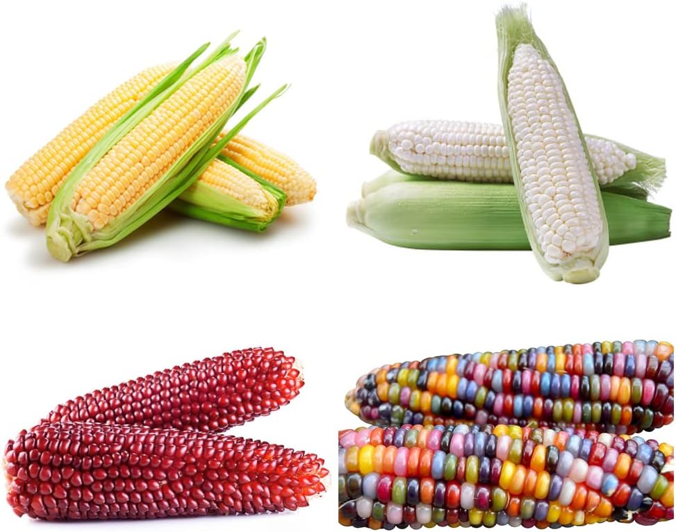 60/300/600 Corn Seeds for Planting (4 Varieties) Glass Gem Corn, Sweet Corn, Silver Queen Corn, red Corn Non-GMO Heirloom, 90% Germination Rates Open Pollinated(60pcs)