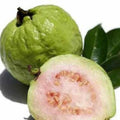 Guava Fruit Tree Seeds(10pcs)