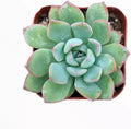 Echeveria 'Apus' Succulent Plant Live Potted Succulent Plants live.House Plants,Cactus Plants Live Plants indoor Plants Live Houseplants,indoor Plant Succulents Live Plant House Plant(1pc)
