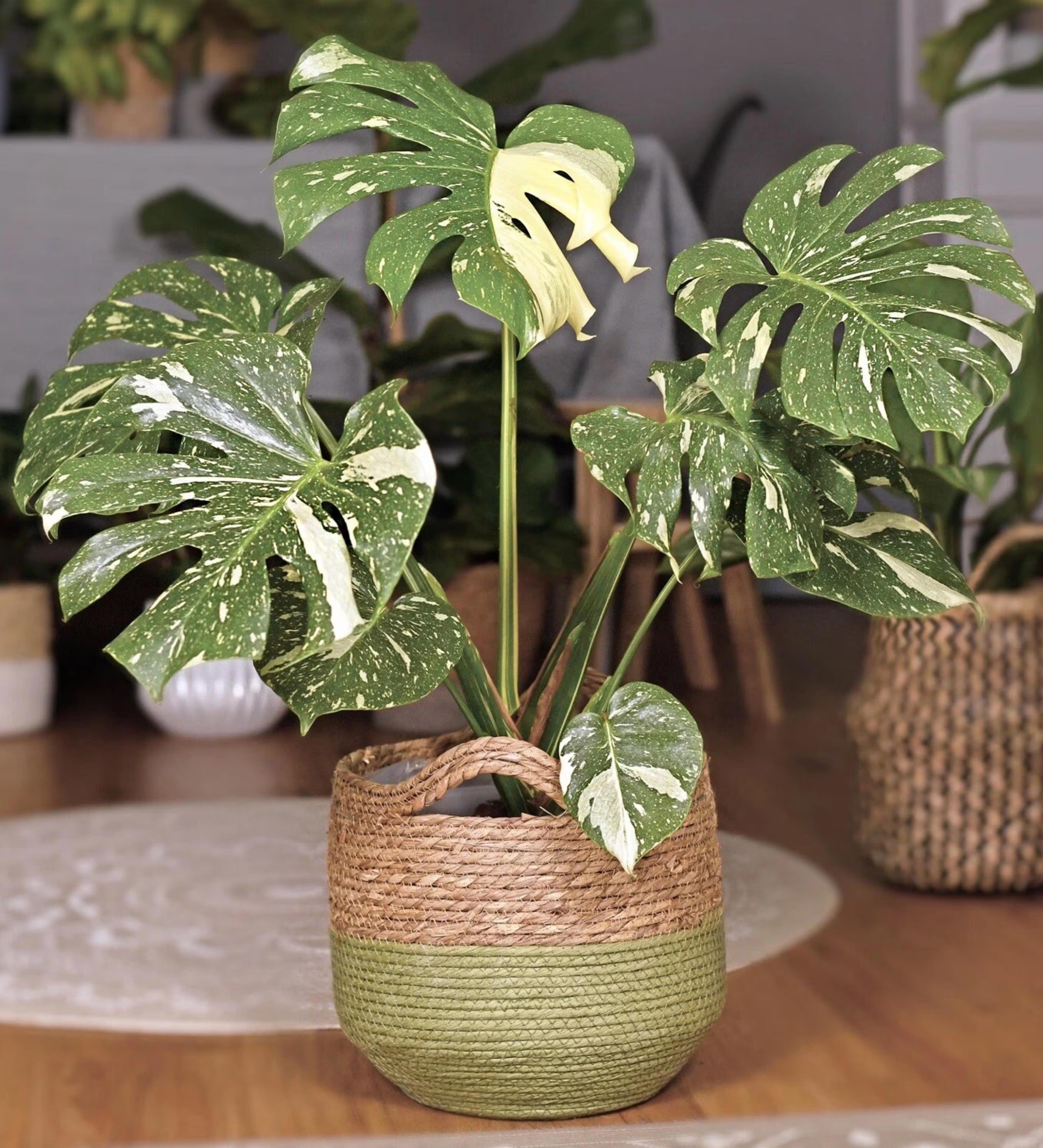 Monstera Thai Constellation: Rare Variegated Starter Plant(2 Seeds)