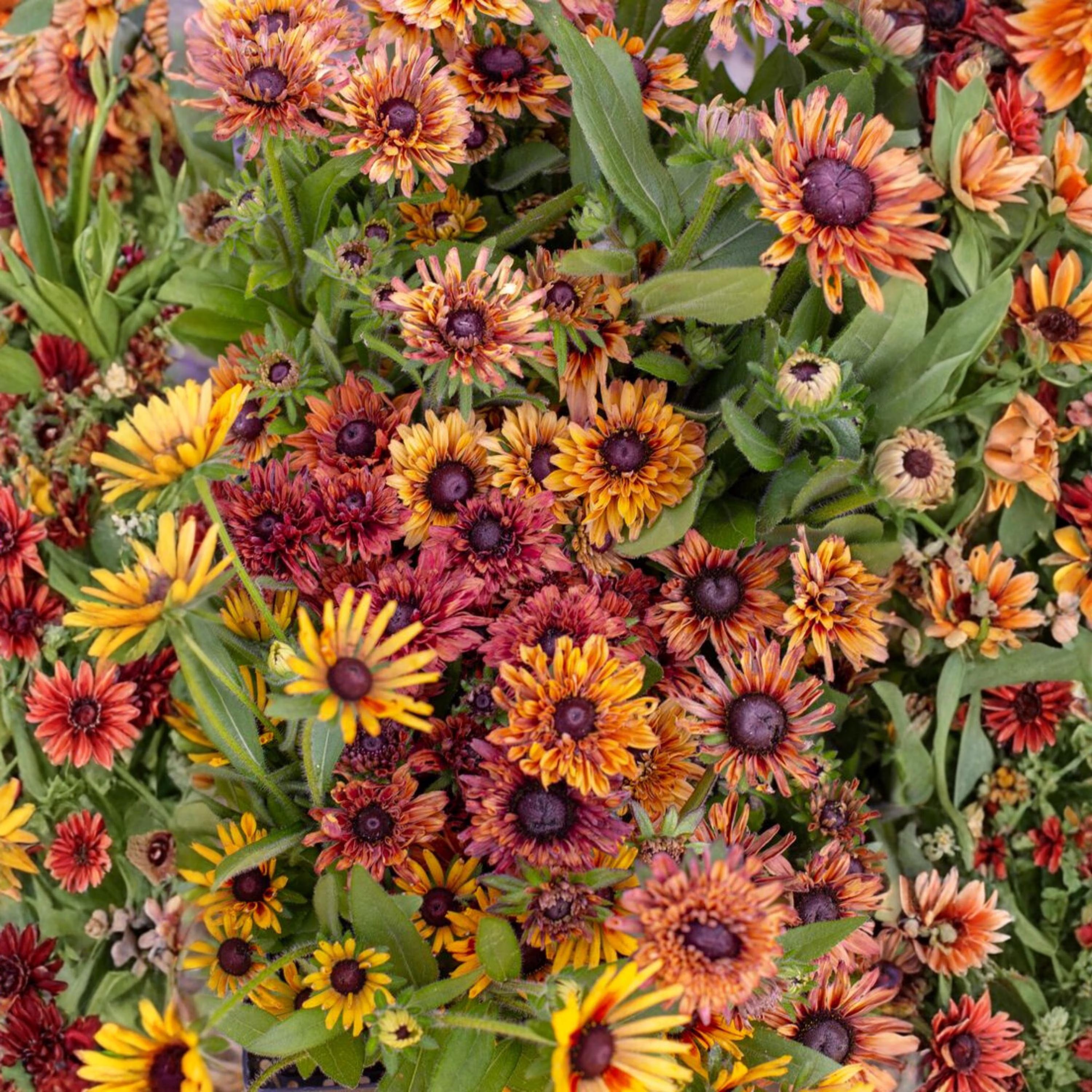 200/1000/2000 Autumn Colors Rudbeckia Seeds Rustic Orange Black Eyed Susan Flower Seeds for Garden Planting(200 Seeds)