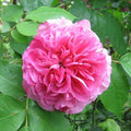 2/10/20+ Seeds| Gertrude Jekyll Climbing Rose Seeds - Rose Garden - Perennial - Deciduous - Cold Resistant- Plant in Fall/Early Spring(2 Seeds)