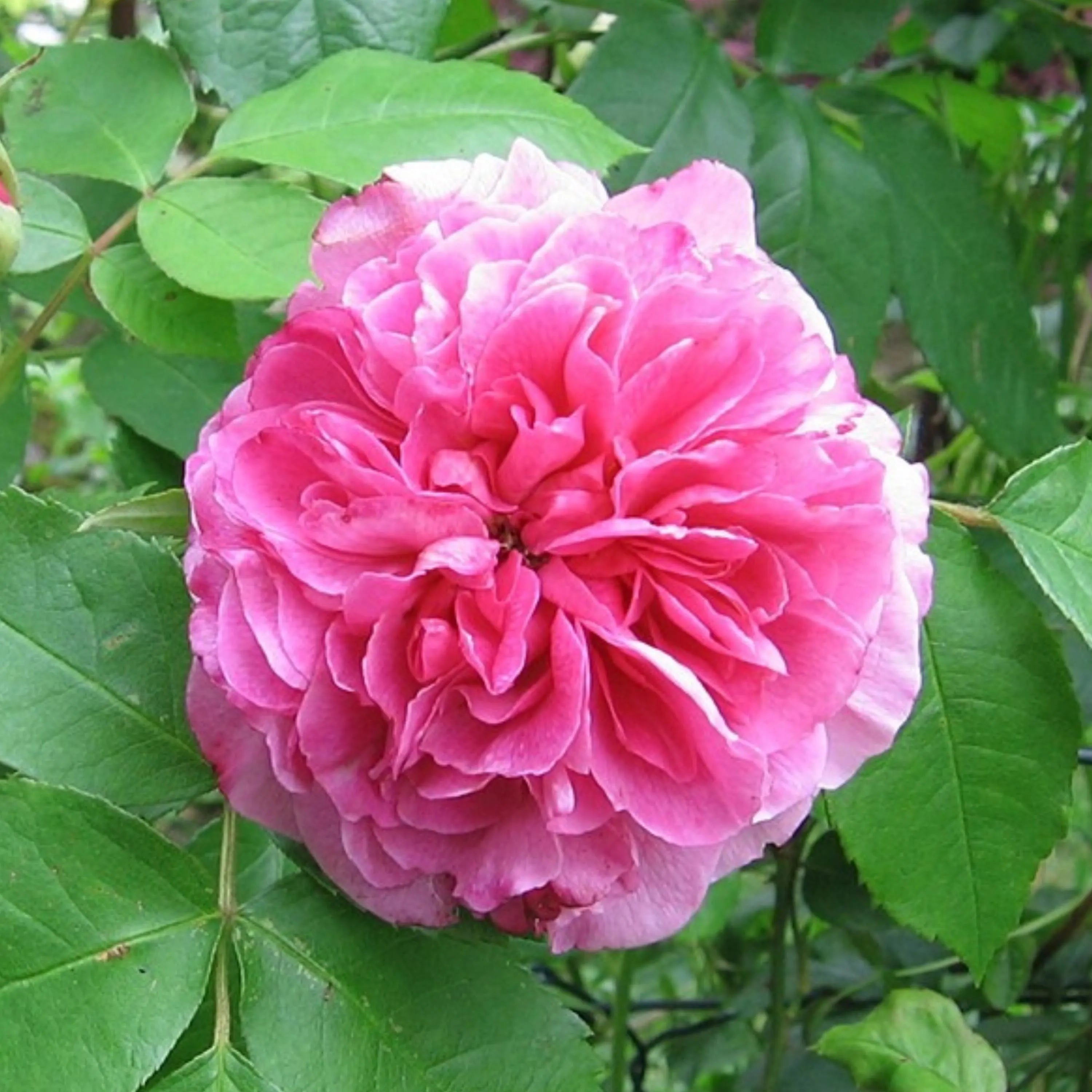 2/10/20+ Seeds| Gertrude Jekyll Climbing Rose Seeds - Rose Garden - Perennial - Deciduous - Cold Resistant- Plant in Fall/Early Spring(2 Seeds)