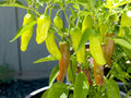 Golden Greek Pepperoncini Pepper Seeds (Mild Heat) | Heirloom - Non-GMO | Capsicum Annuum | Vegetable Seeds | Seed Store | 5/25/50(5 Seeds)