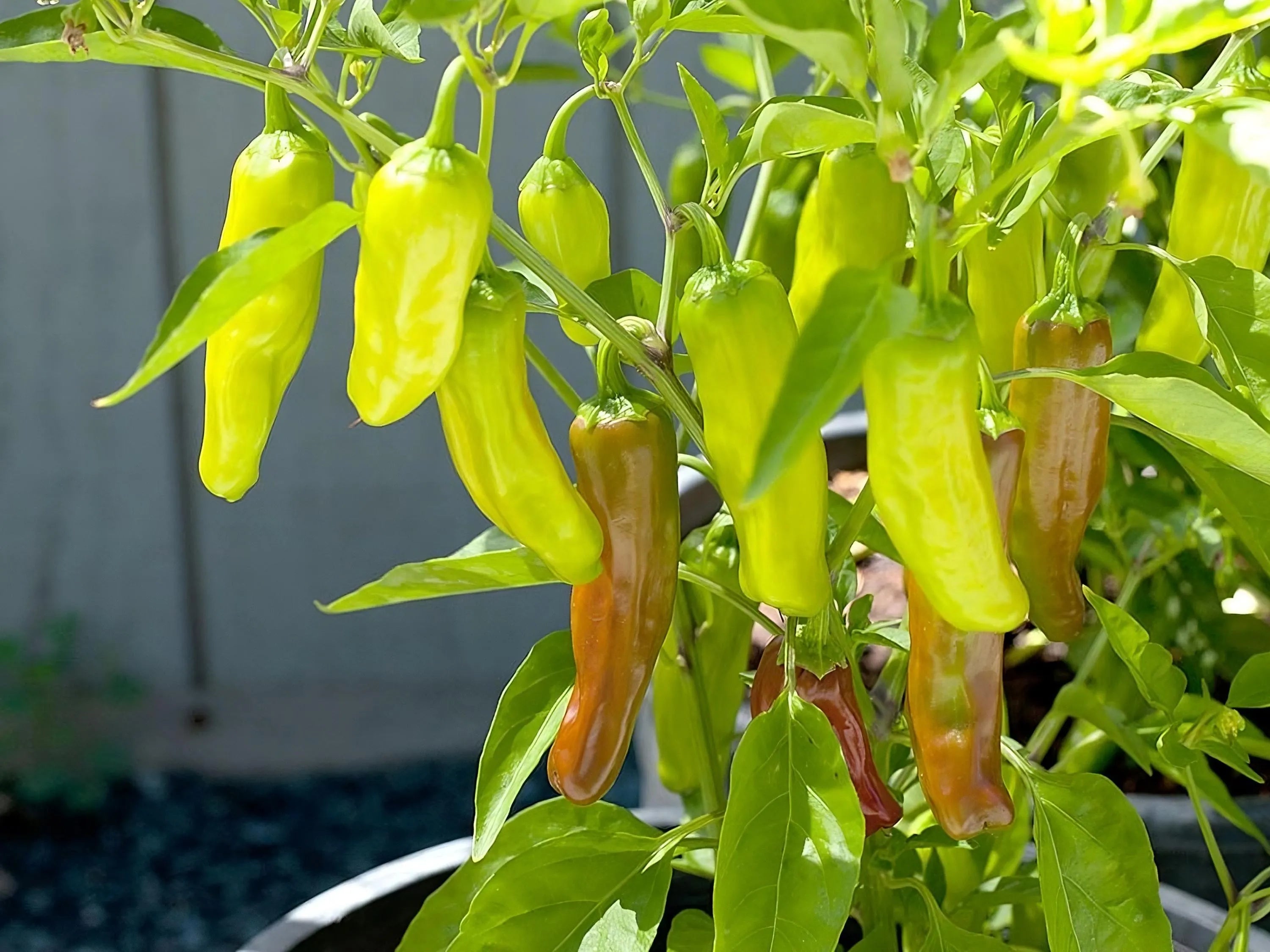 Golden Greek Pepperoncini Pepper Seeds (Mild Heat) | Heirloom - Non-GMO | Capsicum Annuum | Vegetable Seeds | Seed Store | 5/25/50(5 Seeds)