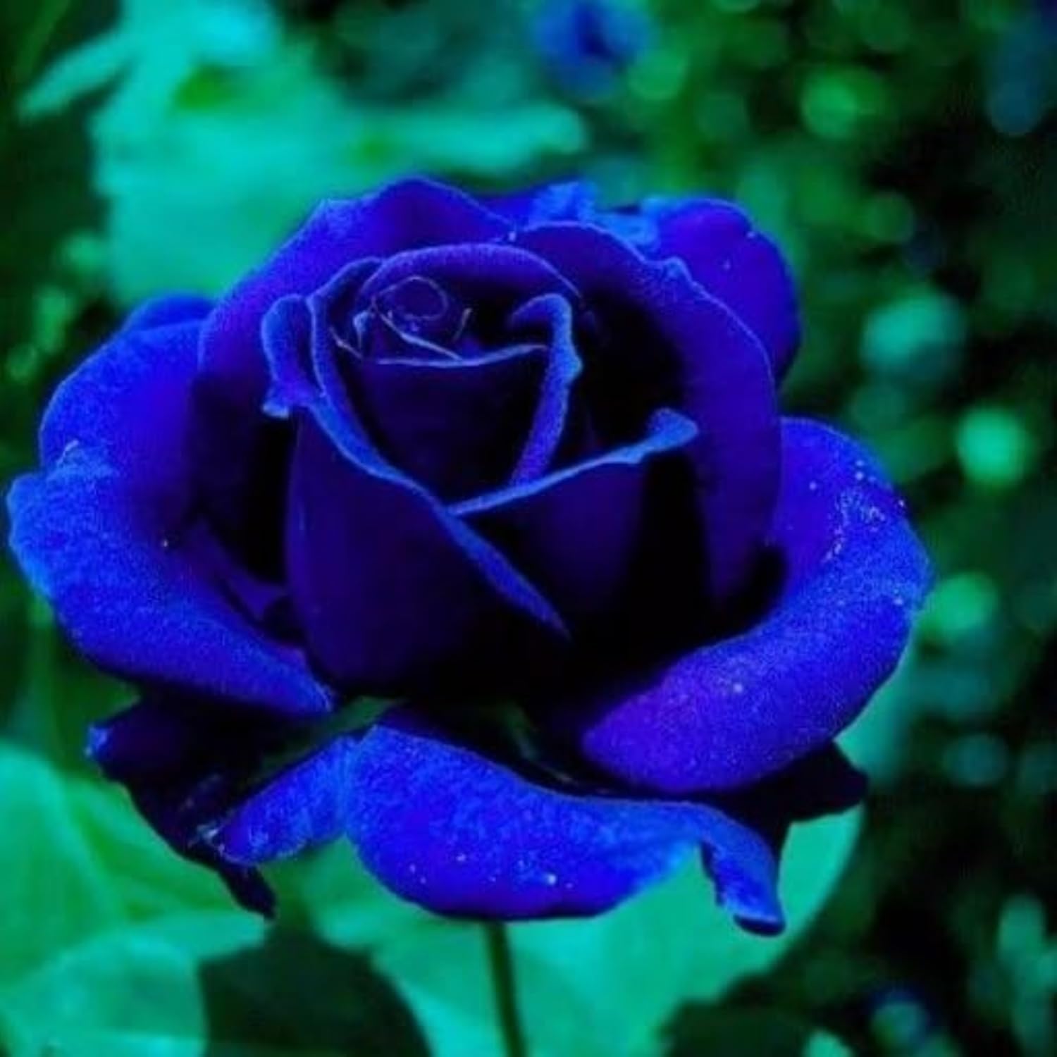 Blue Rose Seeds for Planting - 40/200/400 Hybrid Rare Rose Seeds Perennial Shrub Garden Yard Potted Decoration(40 Seeds)