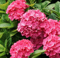 Pink Hydrangea Seeds - Beautiful Attractive Showy and Hardy Perennial Flowers(30 Seeds)