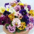 Mix Pansy Viola × wittrockiana Seeds - Cold Resistant - Self-Pollinating - Draft Resistant - Plant in late Summer/Spring(20 Seeds)