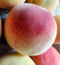 Peach Tree Seeds Red Haven (Prunus persica) White Fruit Hardy Perennial Plant(2 Seeds)