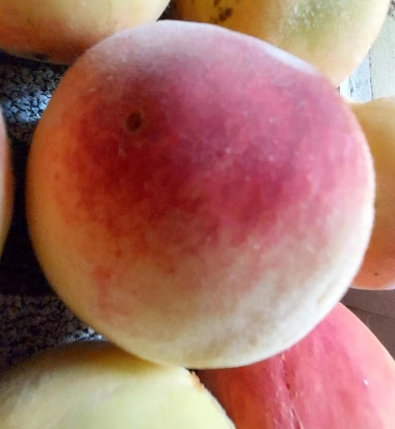 Peach Tree Seeds Red Haven (Prunus persica) White Fruit Hardy Perennial Plant(2 Seeds)