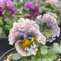 Pansy Seeds - Perennial, Blue-Purple Variety, Viola Cornuta(10 Seeds)