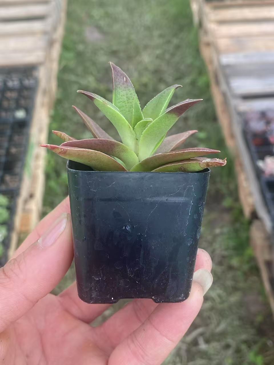 Crassula Fusca, Live Mini Succulent Plants Rooted 2-inch pot. Vibrant colors, easy to grow, sun-loving—perfect gift for friends, coworkers, or succulent lovers(1pc)