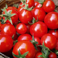 Micro-Tina Dwarf Space Tomato Seeds(6 Seeds)