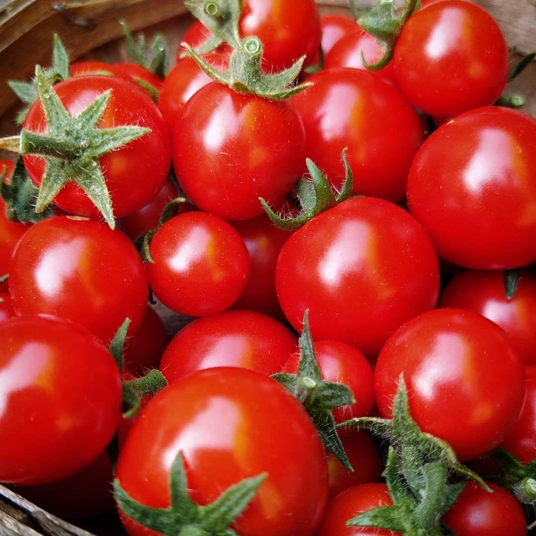 Micro-Tina Dwarf Space Tomato Seeds(6 Seeds)