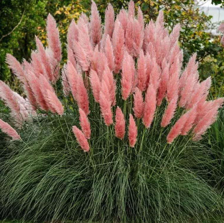 Pink Pampas Grass Seeds: Drought Tolerant Ornamental Heirloom(60 Seeds)